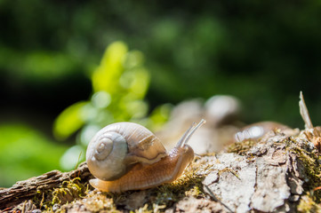 Little snail on a tree branch under the sun. Snail in brown colors on green blurred background. Photo of sunny spring and summer.