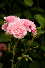 Photo of a garden flowers