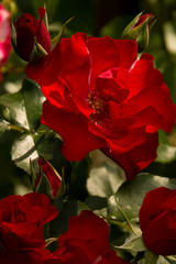 Photo of a garden red rose