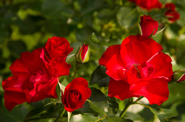 Photo of red roses