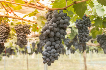 One Black Grape Bunch and Grape Leaves in Vineyard with Natural Light on Center Frame