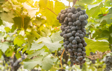 One Black Grape Bunch and Grape Leaves in Vineyard with Natural Light on Side View