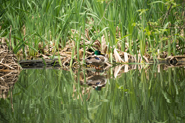 Obraz premium Wild duck in the thickets of a city park