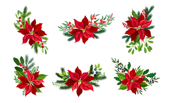 Poinsettia Flower with Fir Tree Branches and Berry Twigs Composition Vector Set