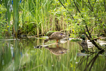 Wild duck in the thickets of a city park