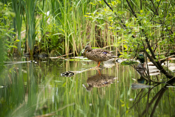 Wild duck in the thickets of a city park