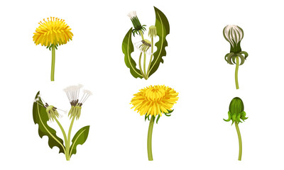 Dandelion Flower with Florets or Flower Heads and Lobed Leaves Vector Set