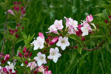 Flowering bush of honeysuckle. Weigela.