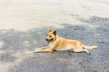Stray dog laying on the street.