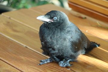 Krähe steht auf dem Tisch