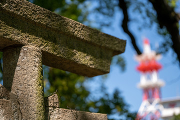 和歌山城　楠神社の大楠と鳥居