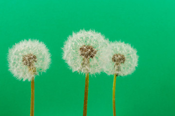 Dandelion flower heads. Macro photo.