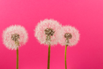 Dandelion flower heads. Macro photo.