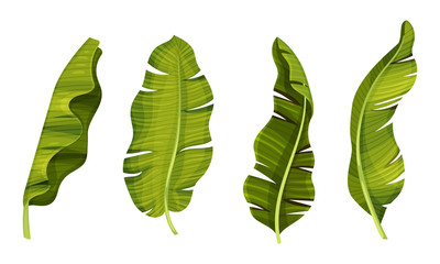 Large Flexible and Waterproof Banana Leaves with Cross Veins Vector Set