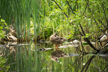 Obraz premium Wild duck in the thickets of a city park