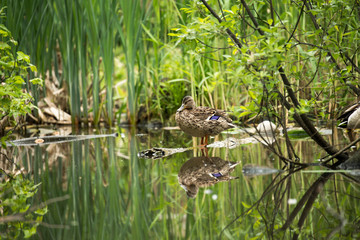 Wild duck in the thickets of a city park
