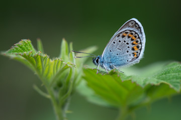 Bright blue little butterfly Common Blue sits on a raspberry leaf on a beautiful blurred green background. Common Blue, Polyommatus icarus