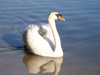 łabędź
