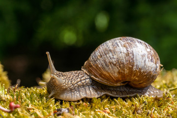 Weinbergschnecke auf Nahrungssuche