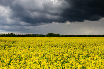Obraz premium Storm clouds with the rain. Dark clouds over a field of rapeseed