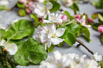 Apple tree branches with pink and white flowers and green leaves on grey background. Spring flowers