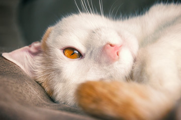 Katze entspannt auf Sessel
