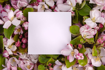 Spring flower border, blank paper card, pink and white apple tree flowers and green leaves frame. Floral background, top view