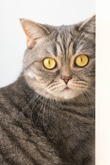 Large portrait of a gray cat with yellow eyes, Scottish straight-eared cat