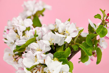 Fototapeta na wymiar Spring flowers, apple tree branch with pink and white flowers and green leaves on pink background. Spring blossom