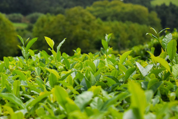 Leaf tea plantations on Azorean island Sao Miguel, harvest time.