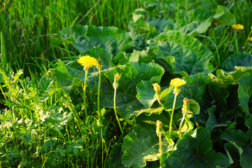 Yellow dandelions in the green grass. Close-up. Dandelion flowers on a background of burdock leaves in spring and green grass at sunset.