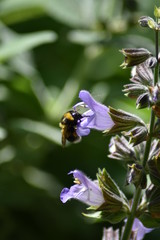 Blühender Salbei (Salvia)