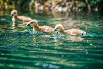 drei Küken im Wasser