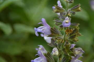 Bl&uuml;hender Salbei (Salvia)