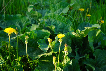 Yellow dandelions in the green grass. Close-up. Dandelion flowers on a background of burdock leaves in spring and green grass at sunset.