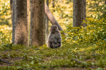 Affe im Wald