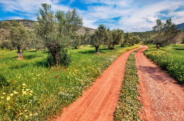 Obraz premium Superb summer view of olive garden with old country road on Zakynthos island. Bright morning scene of Greece, Europe. Beauty of Mediterranean countryside. Traveling concept background..