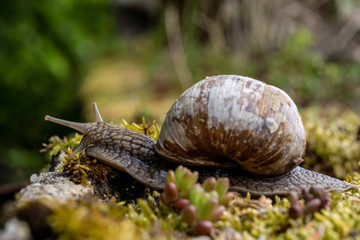 Weinbergschnecke auf Nahrungssuche