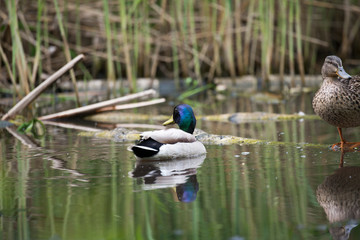 Pair of beautiful wild ducks on a log in a city park