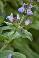 Blühender Salbei (Salvia)