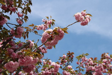 pink snowball flowers against blue sky