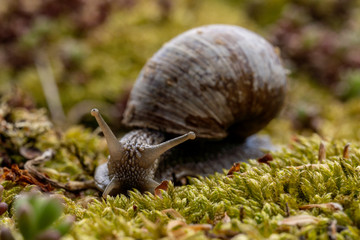 Weinbergschnecke auf Nahrungssuche