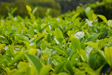 Leaf tea plantations on Azorean island Sao Miguel, harvest time.