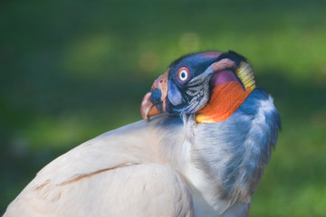 King Vulture	portrait in natural light