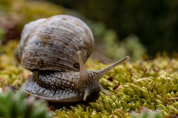 Weinbergschnecke auf Nahrungssuche