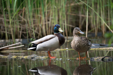 Pair of beautiful wild ducks on a log in a city park