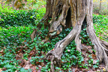 tree roots in the forest