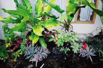 Garden in front of the house with exotic native Indonesian plants.