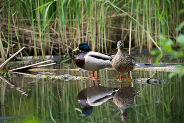 Pair of beautiful wild ducks on a log in a city park