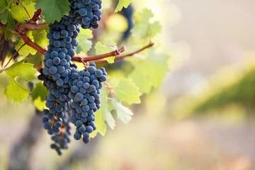 Fotobehang Bossen van rode wijndruiven op wijnstok, heldere achtergrond op vage wijngaardrij. © andrewhagen